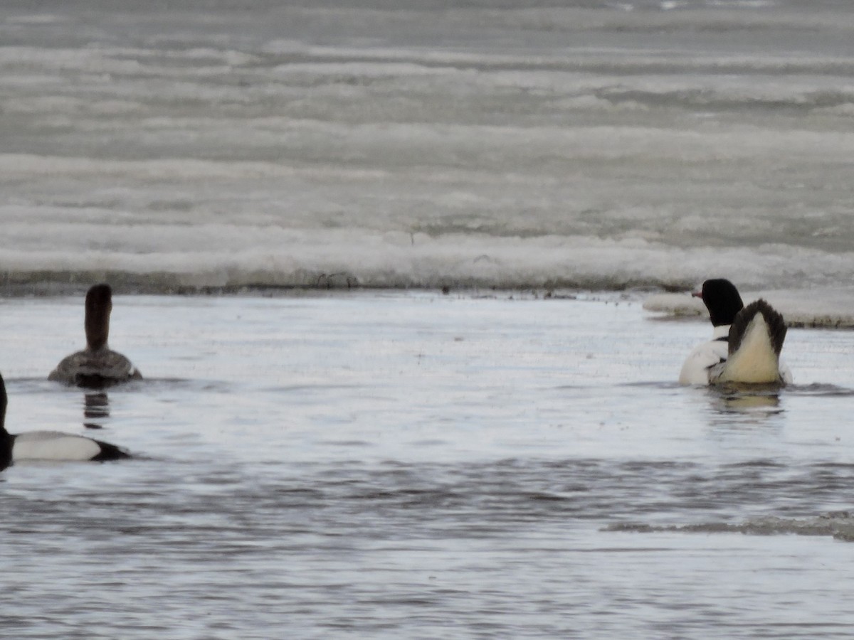 Common Merganser - ML614371641