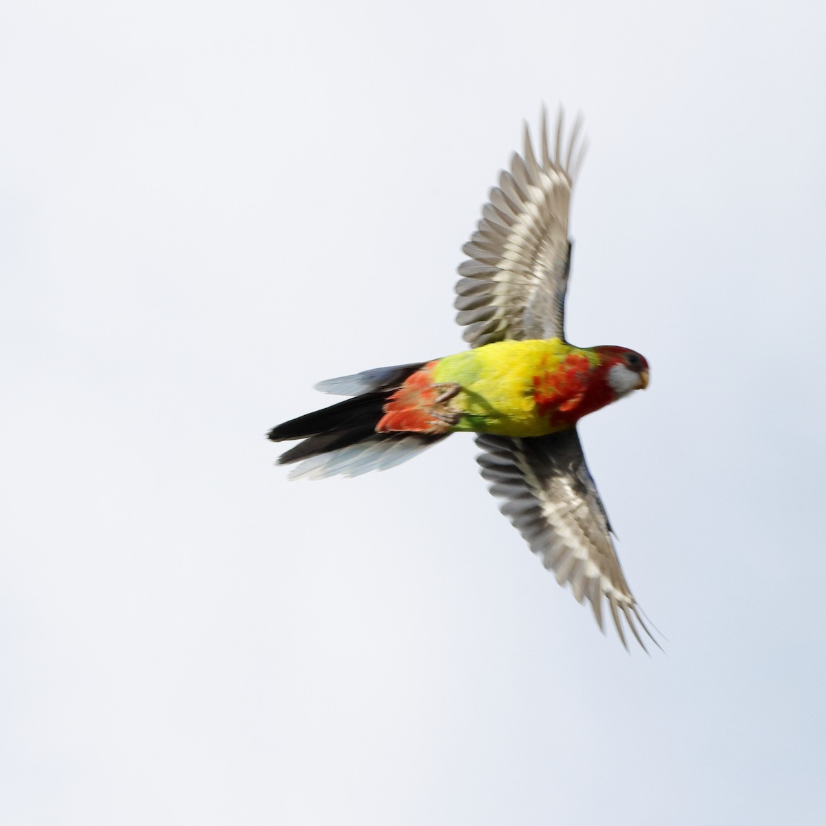 Eastern Rosella - ML614371644