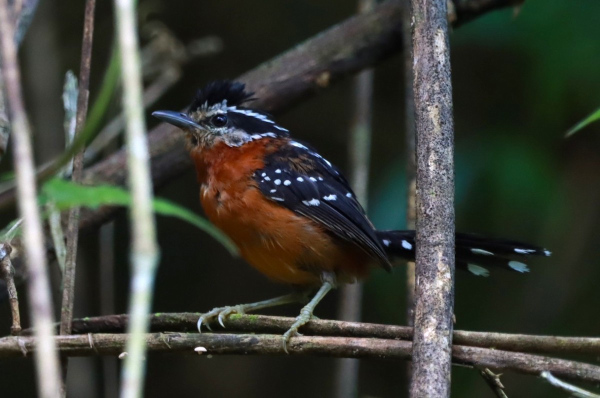 Ferruginous Antbird - ML614371645