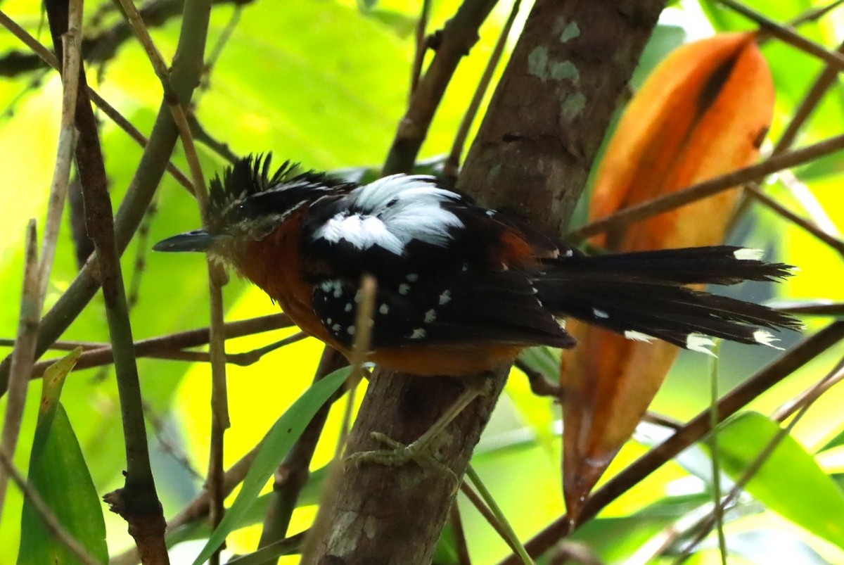 Ferruginous Antbird - ML614371646