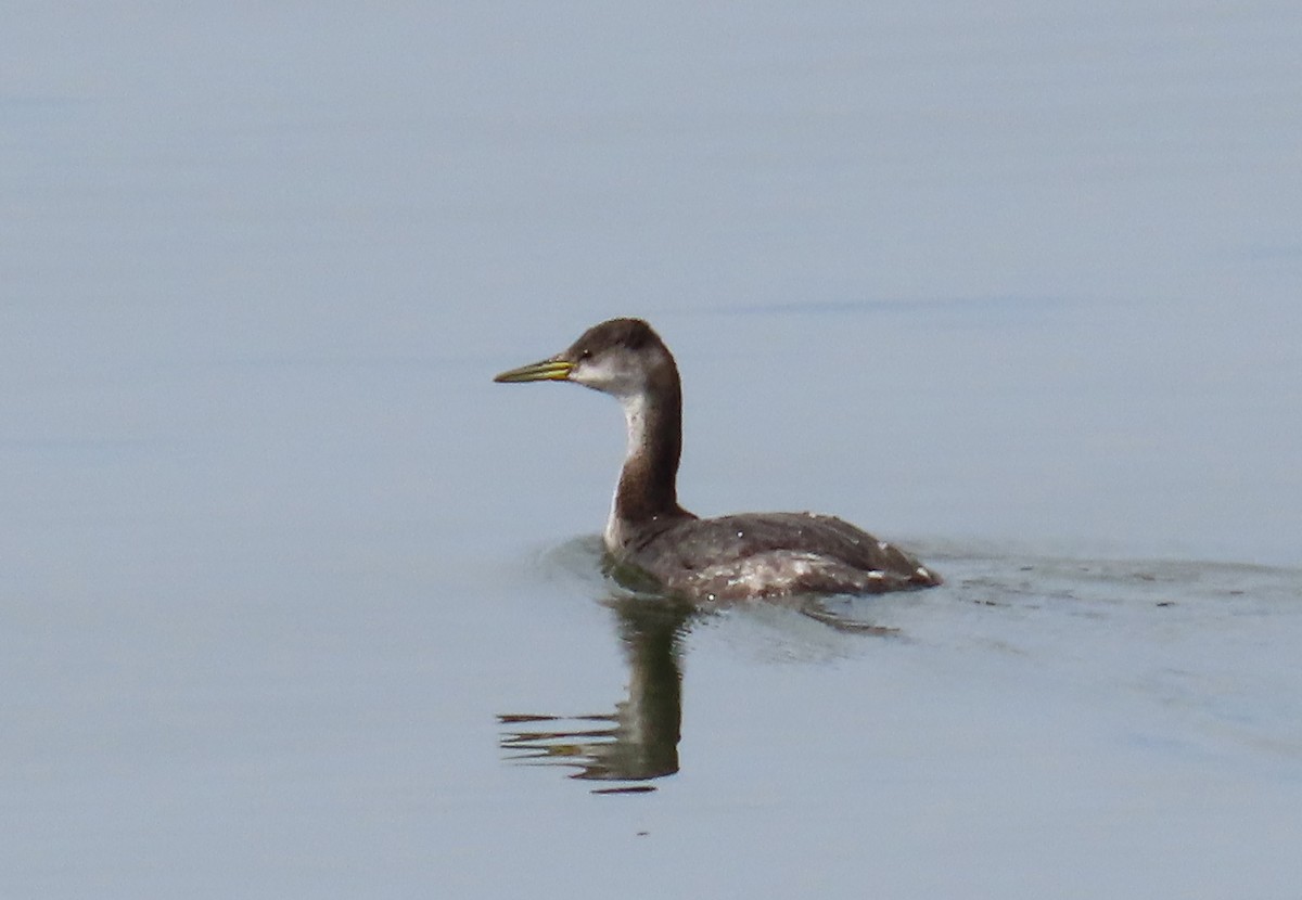 Red-necked Grebe - ML614371672