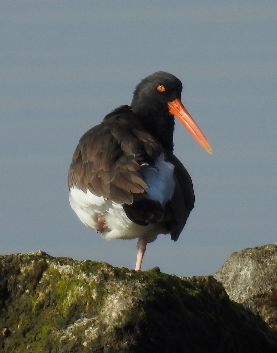 American Oystercatcher - alice horst