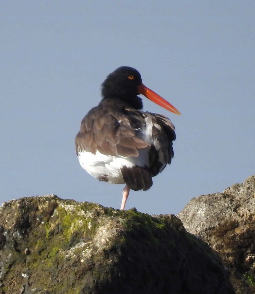 American Oystercatcher - ML614371684