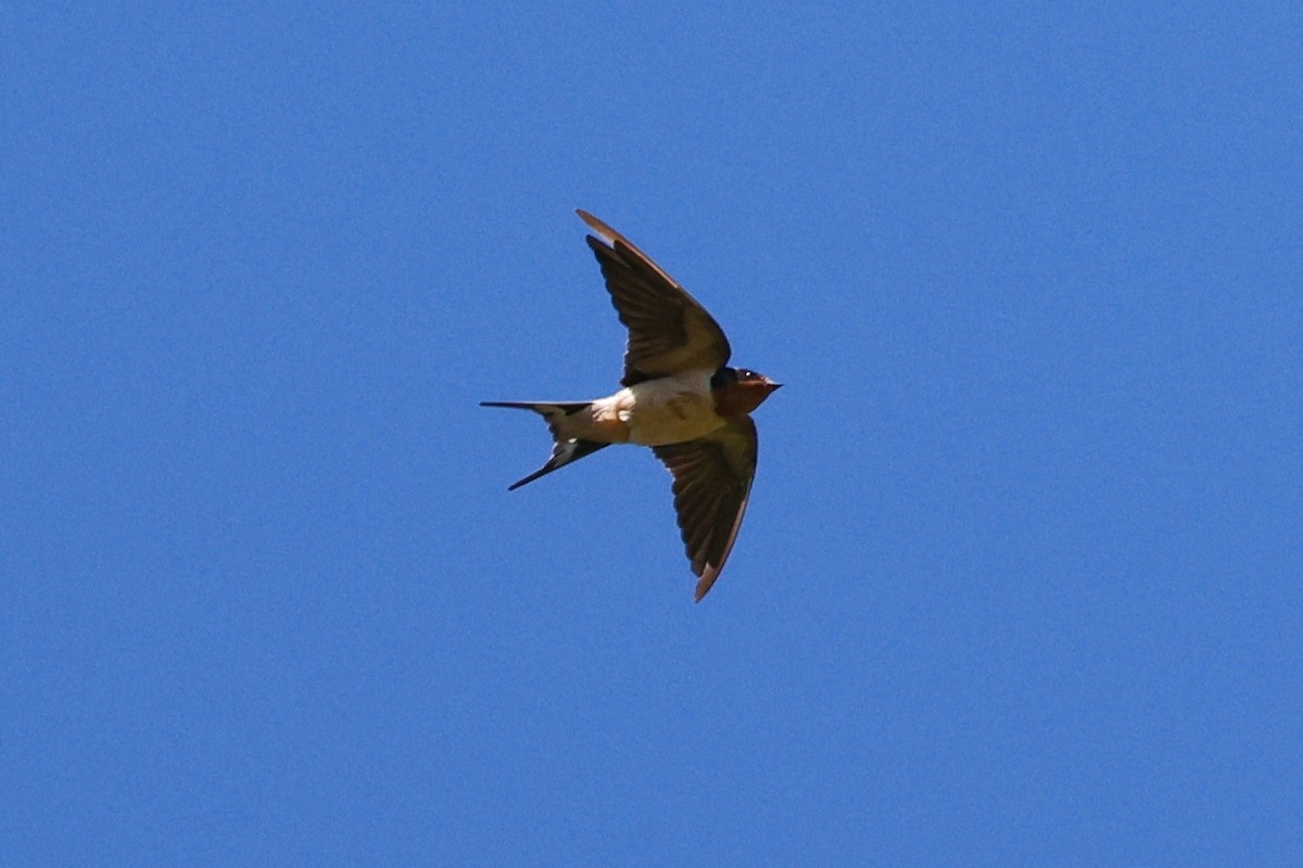 Barn Swallow - Denis Tétreault