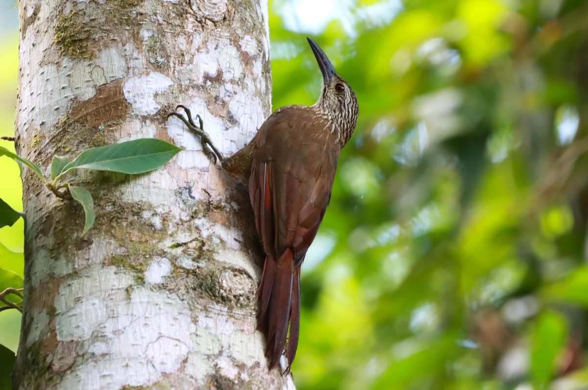 White-throated Woodcreeper - ML614371688