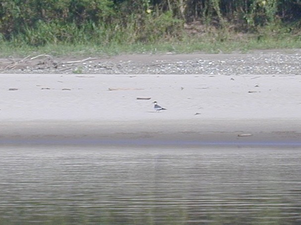 Large-billed Tern - Malini Kaushik