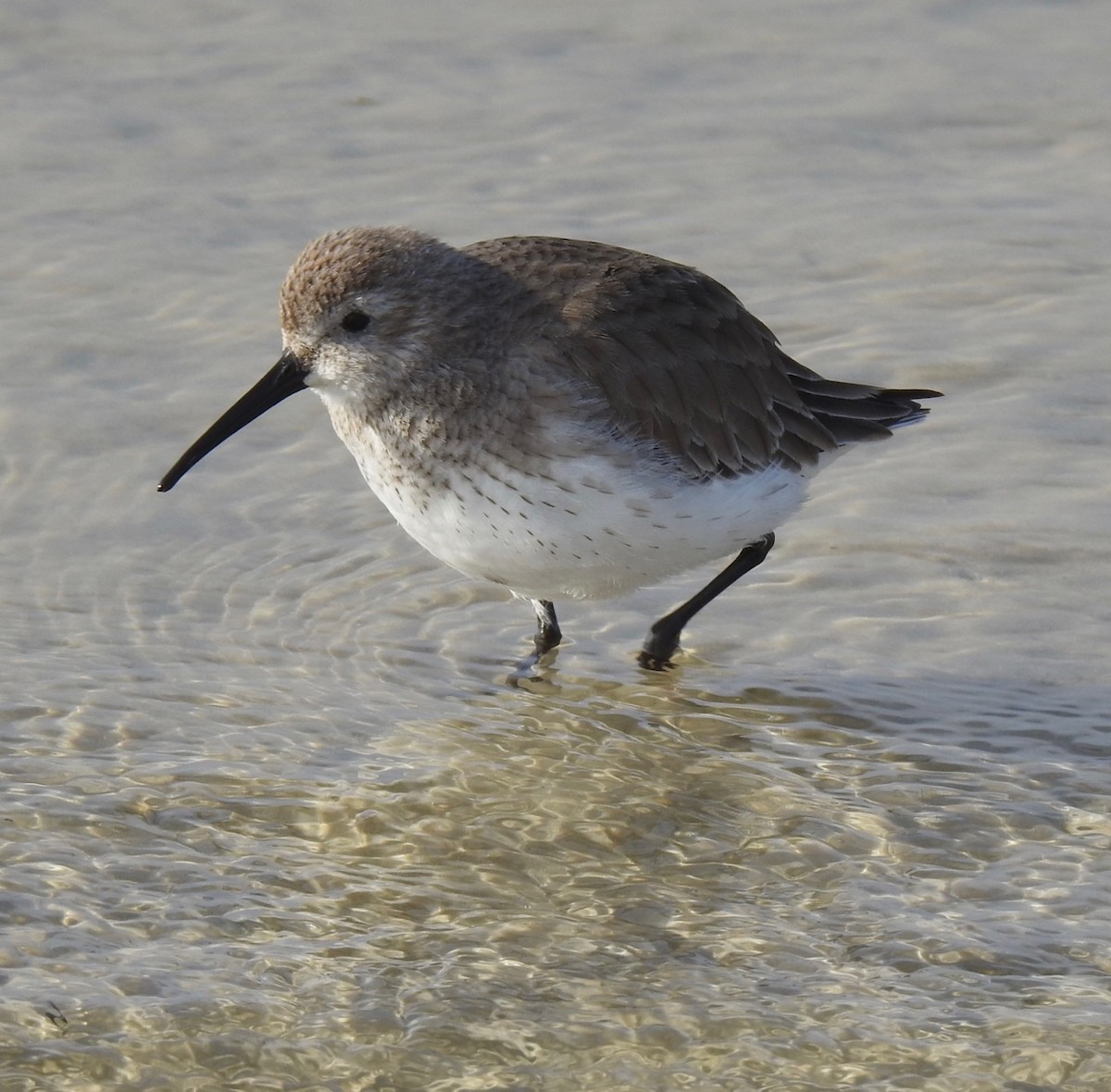 Dunlin - ML614371762