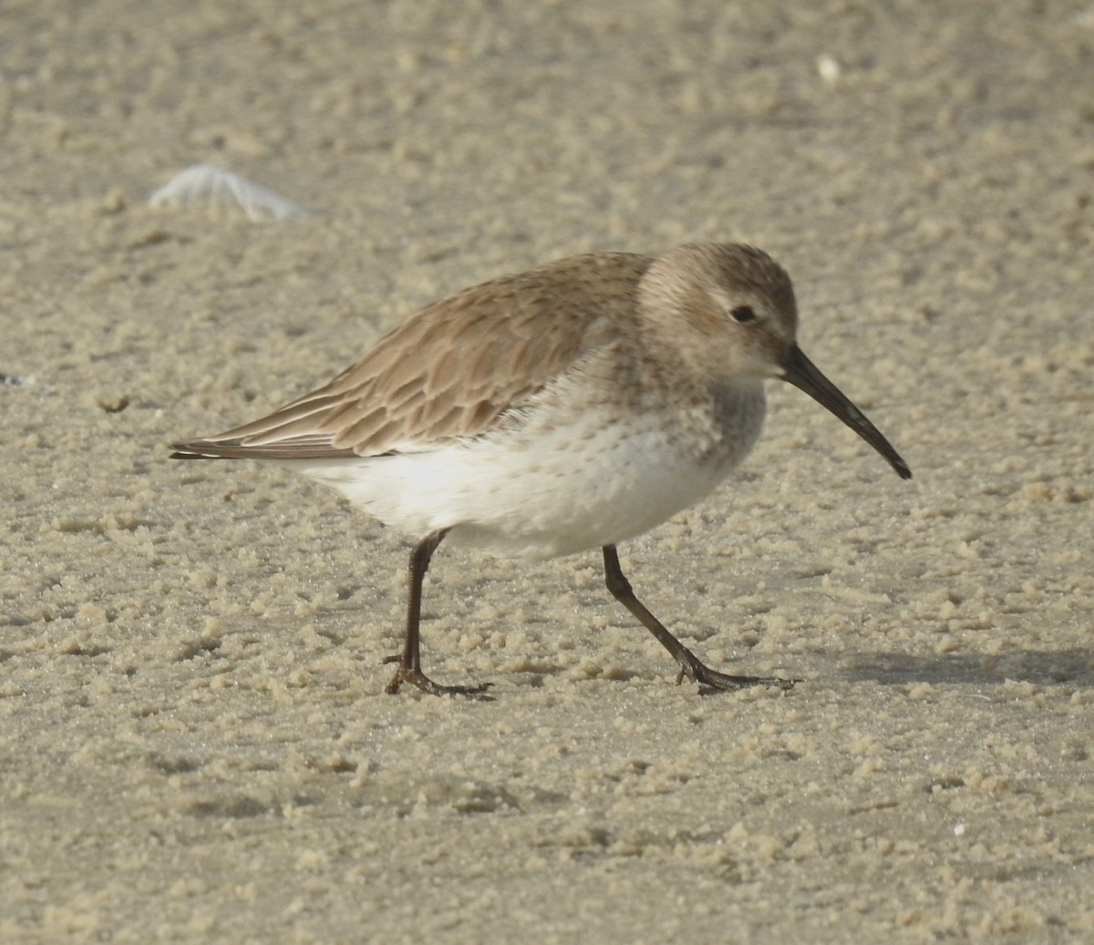 黑腹濱鷸 - ML614371763