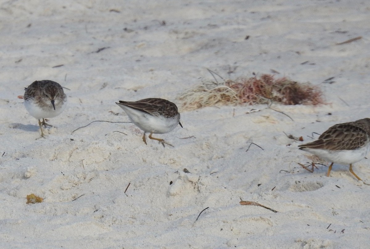 Least Sandpiper - ML614371786