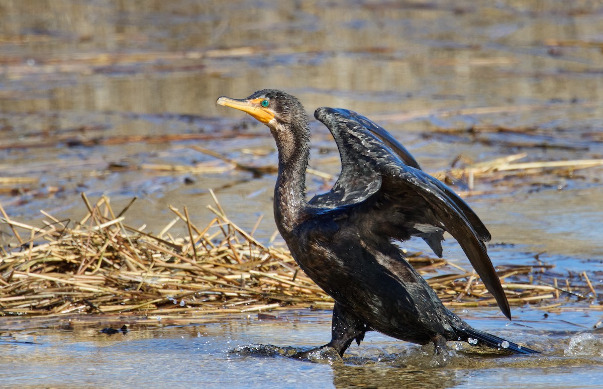 Double-crested Cormorant - ML614371787