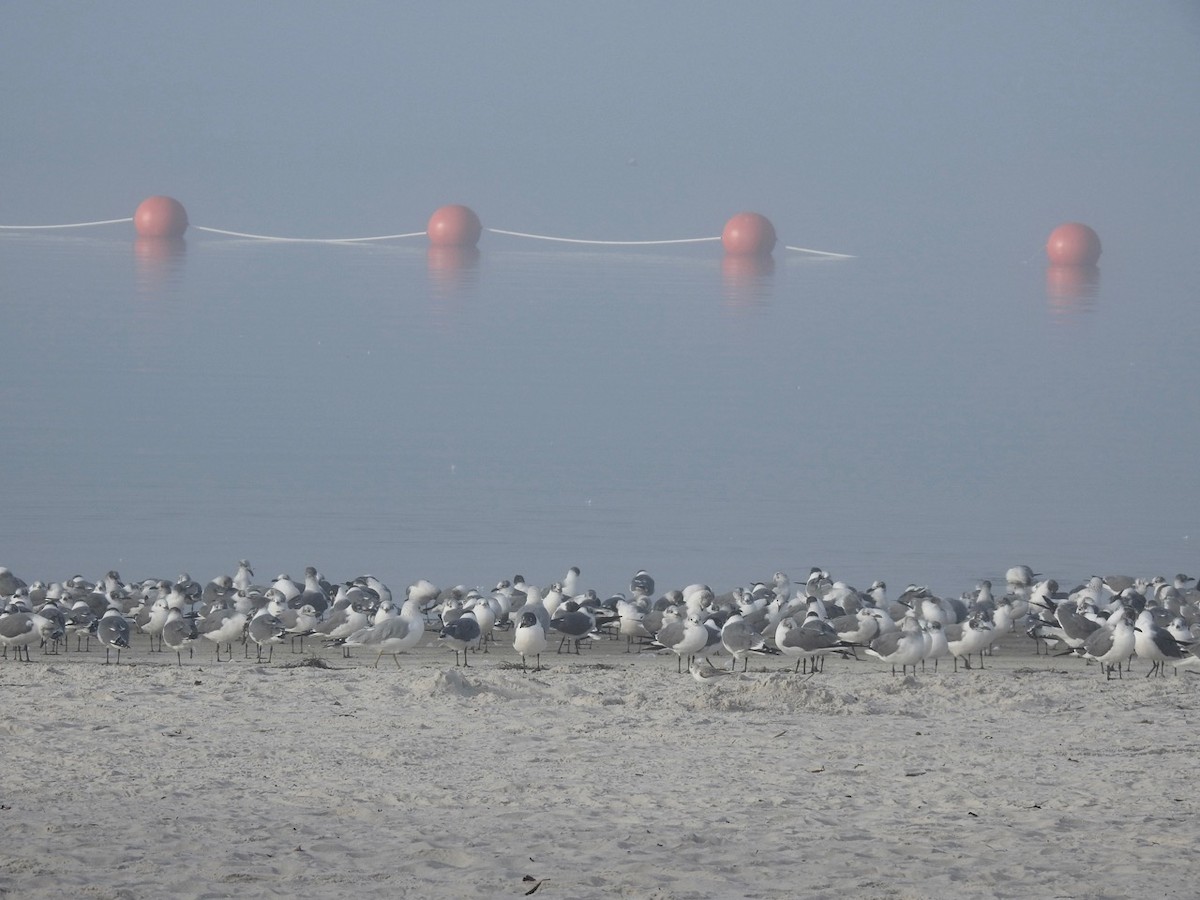 Gaviota Guanaguanare - ML614371817