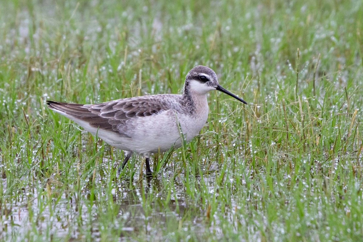 Phalarope de Wilson - ML614371844