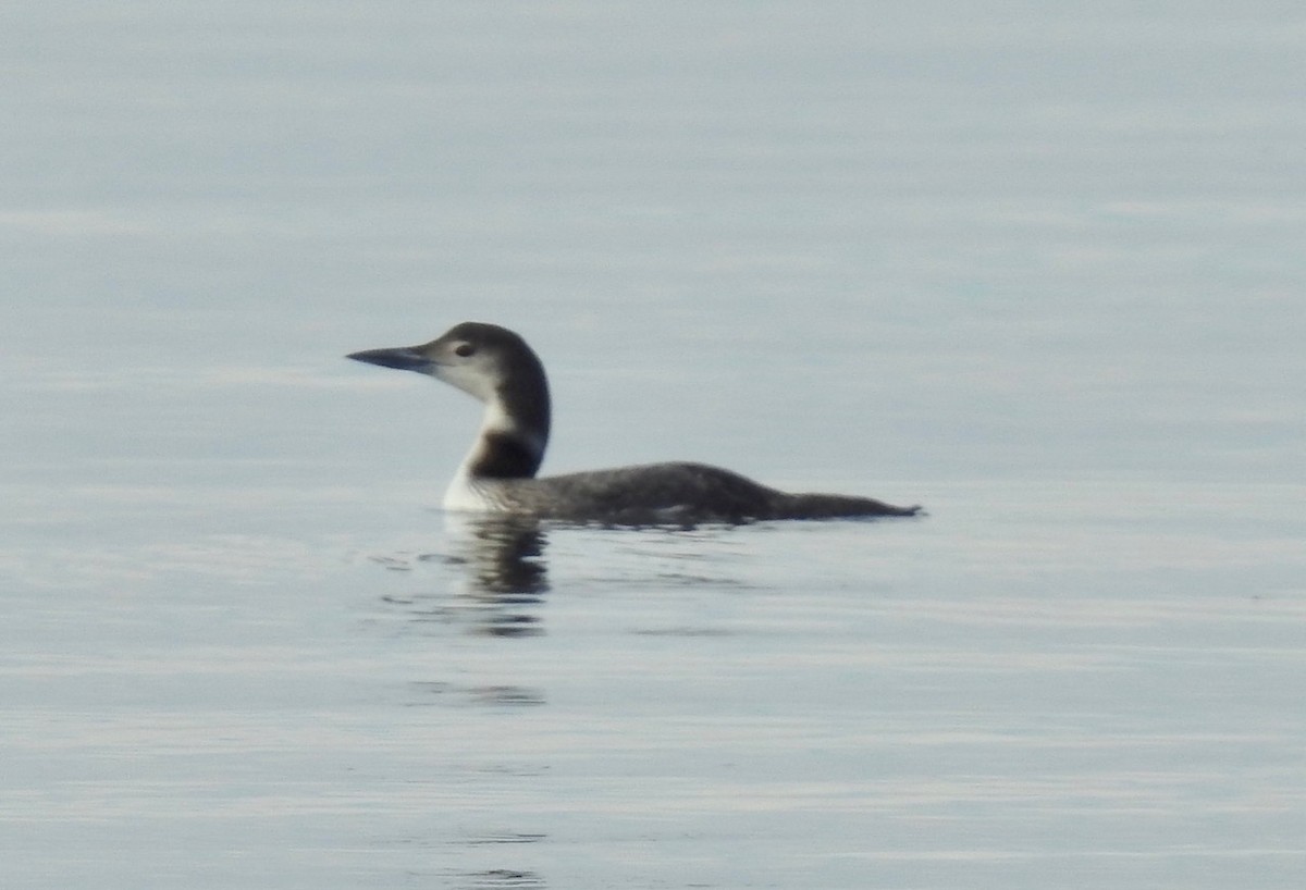 Common Loon - alice horst