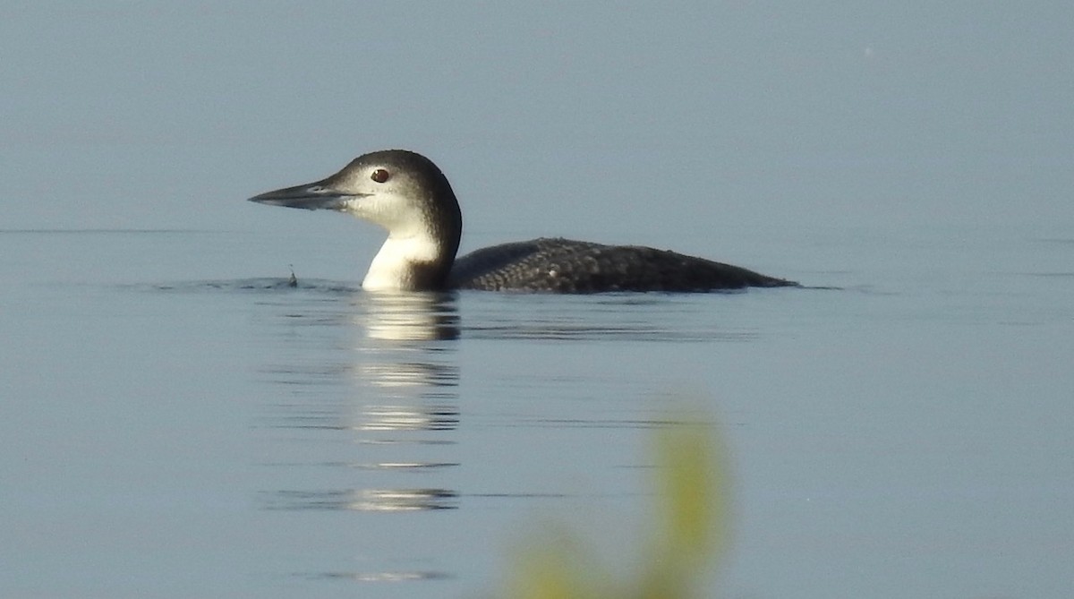 Plongeon huard - ML614371848