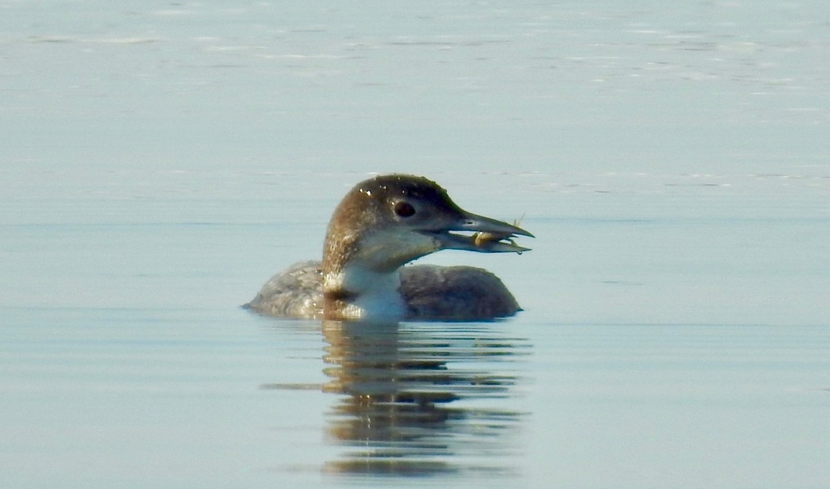 Plongeon huard - ML614371849