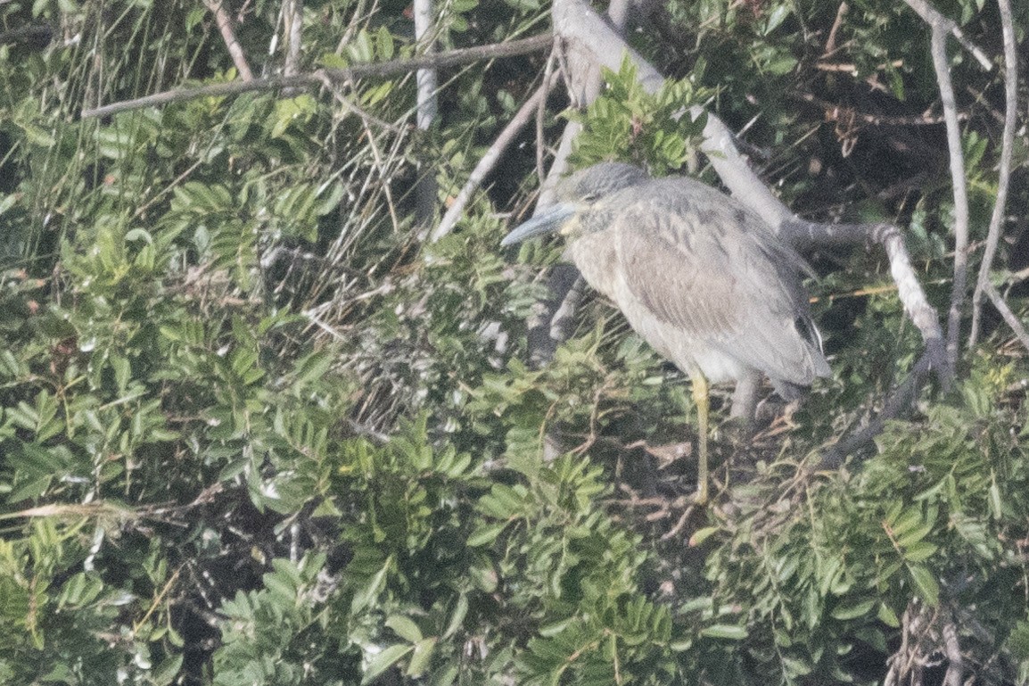 Yellow-crowned Night Heron - ML614371896