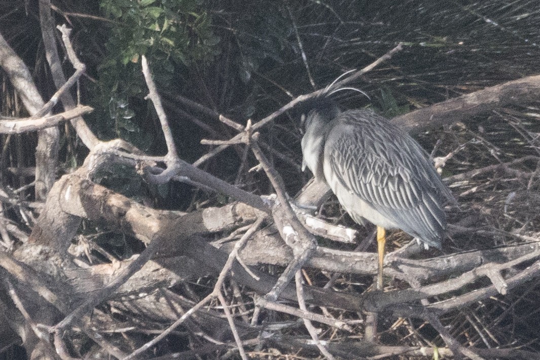 Yellow-crowned Night Heron - ML614371897