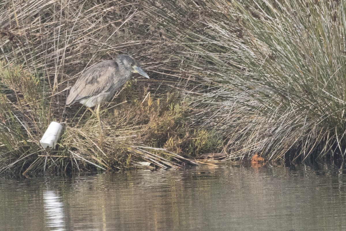 Yellow-crowned Night Heron - ML614371898