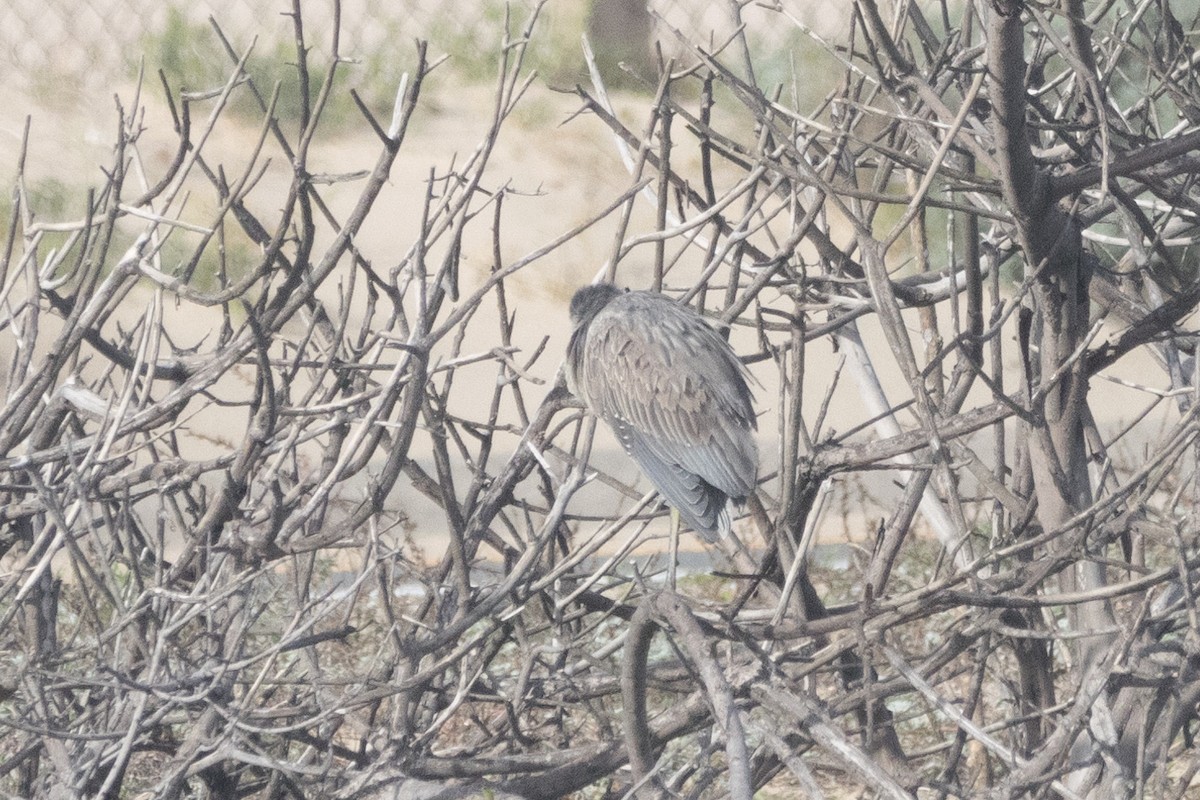 Yellow-crowned Night Heron - ML614371900