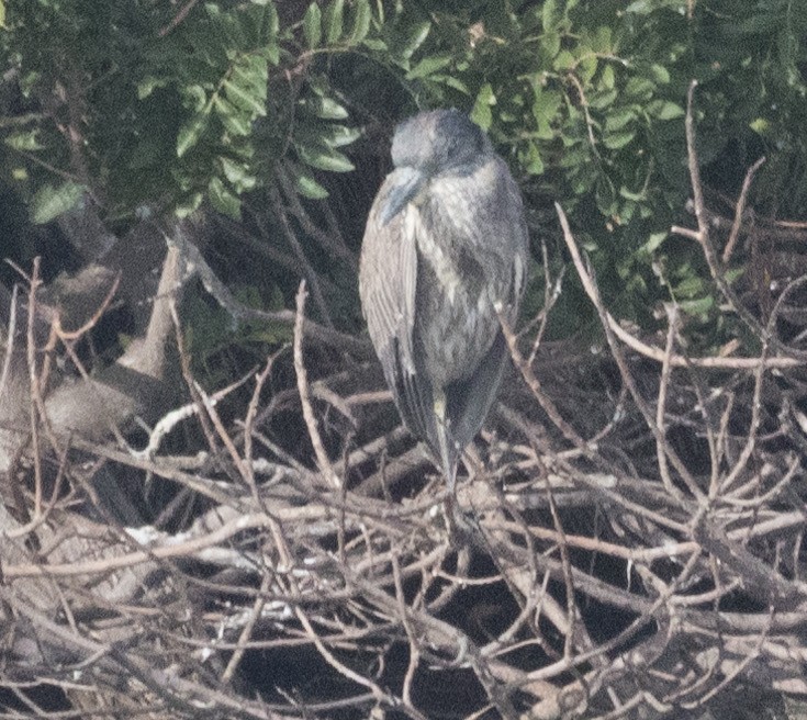 Yellow-crowned Night Heron - ML614371901