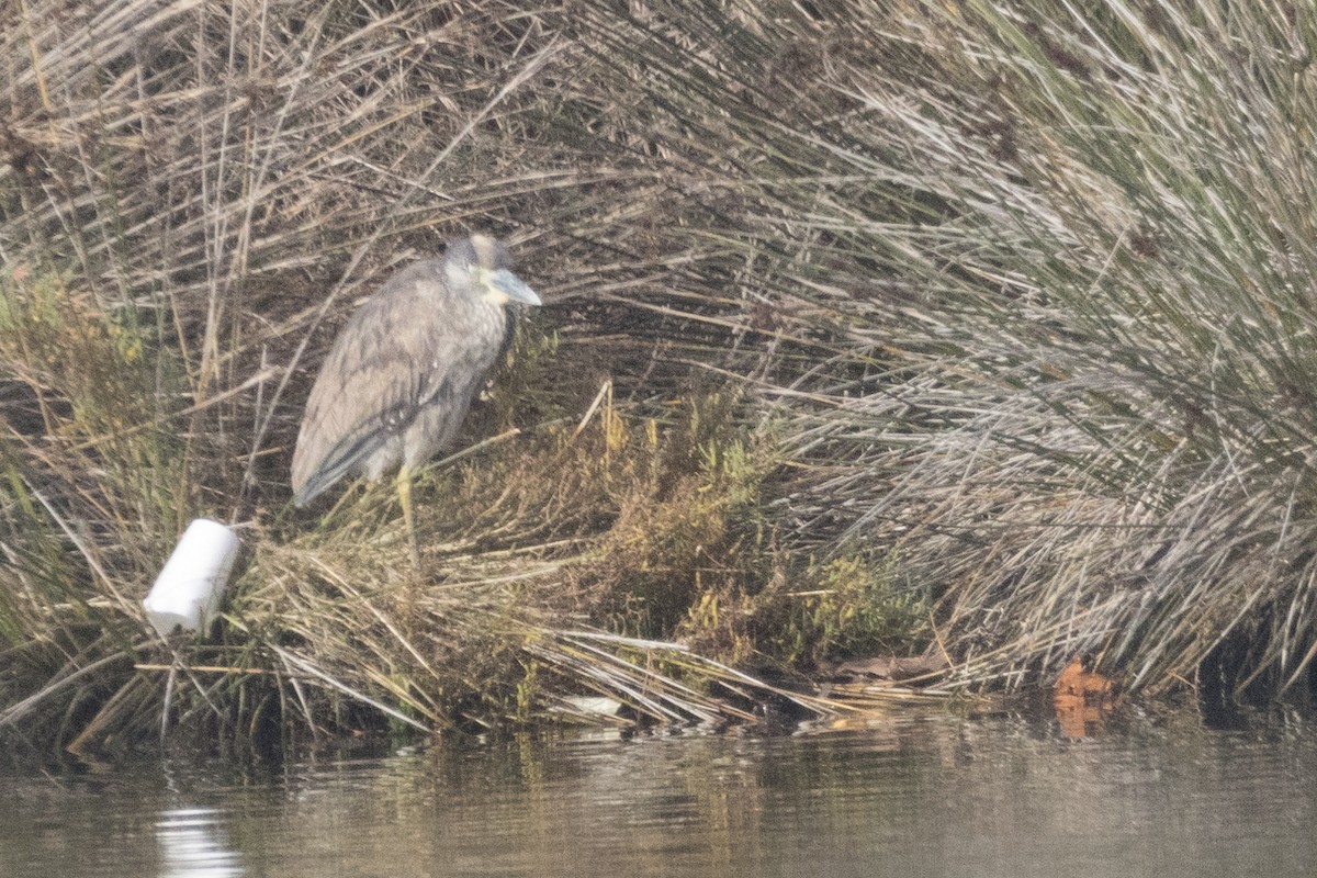 Yellow-crowned Night Heron - ML614371902