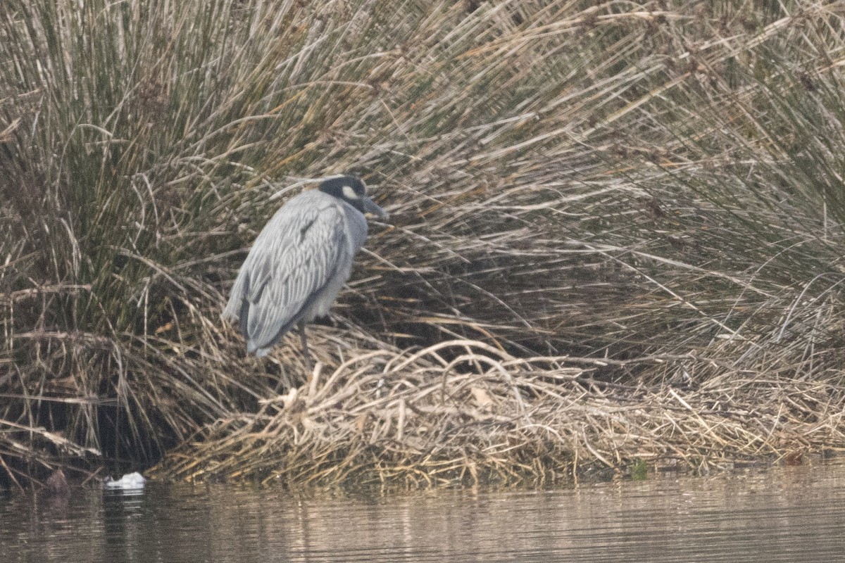 Yellow-crowned Night Heron - ML614371903