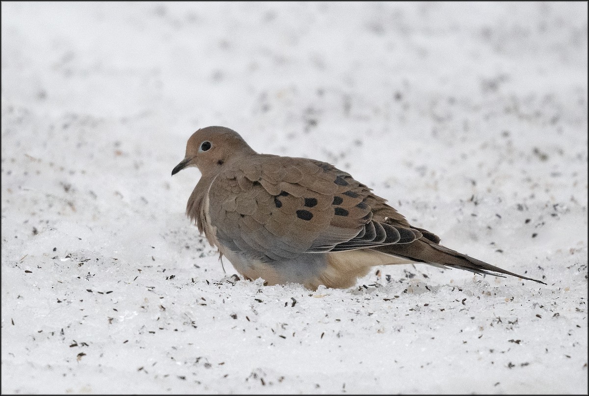 Mourning Dove - Paul Lagasi