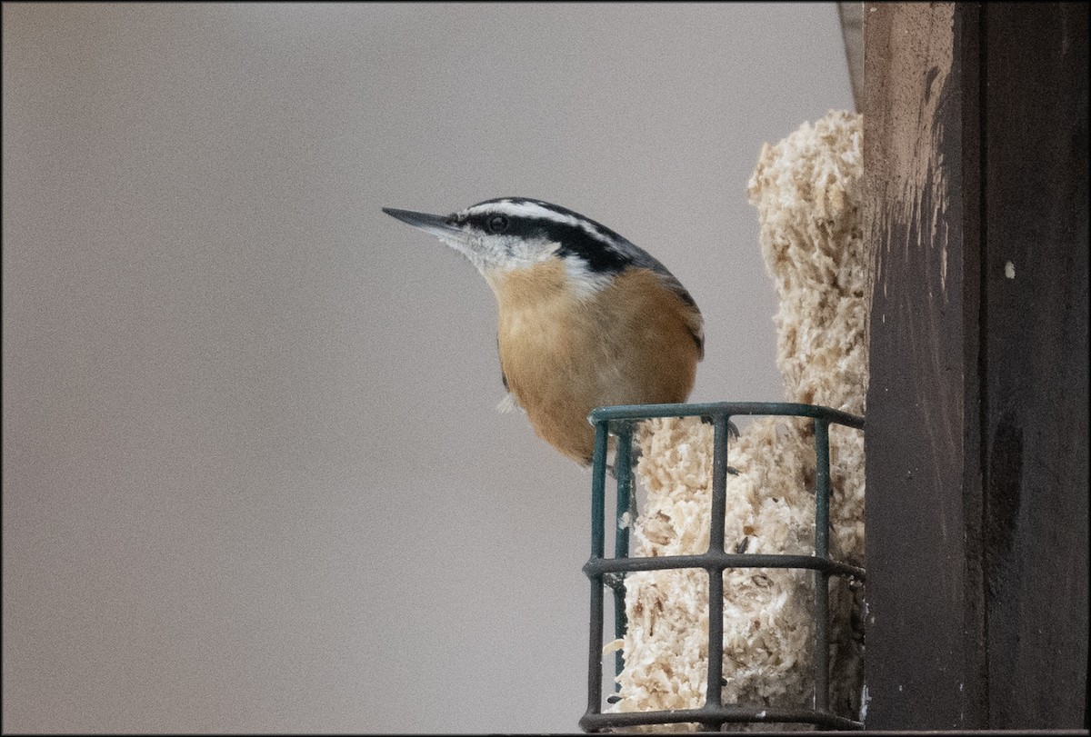 Red-breasted Nuthatch - Paul Lagasi