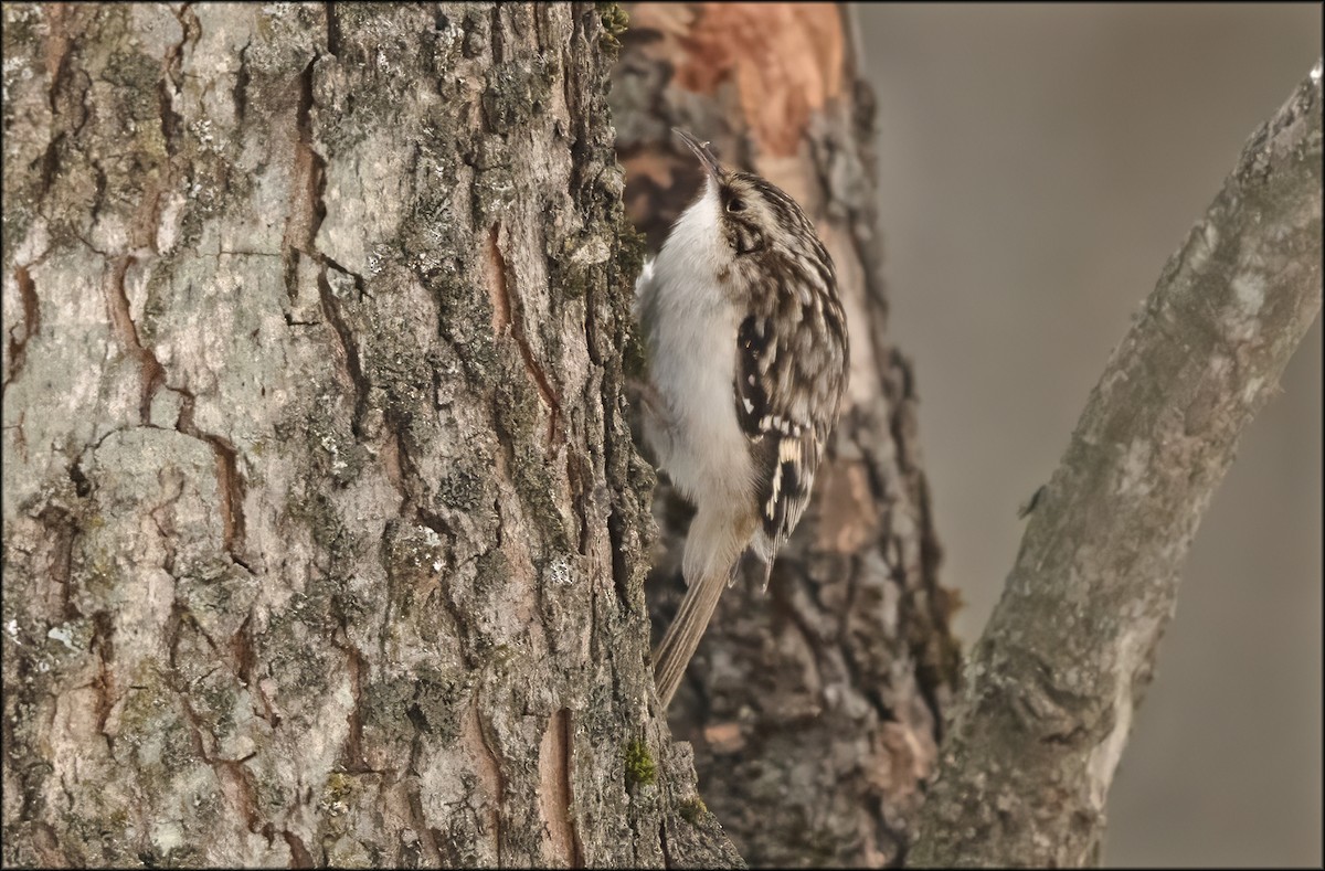 Brown Creeper - Paul Lagasi