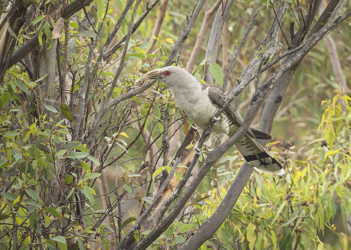 Channel-billed Cuckoo - ML614371944