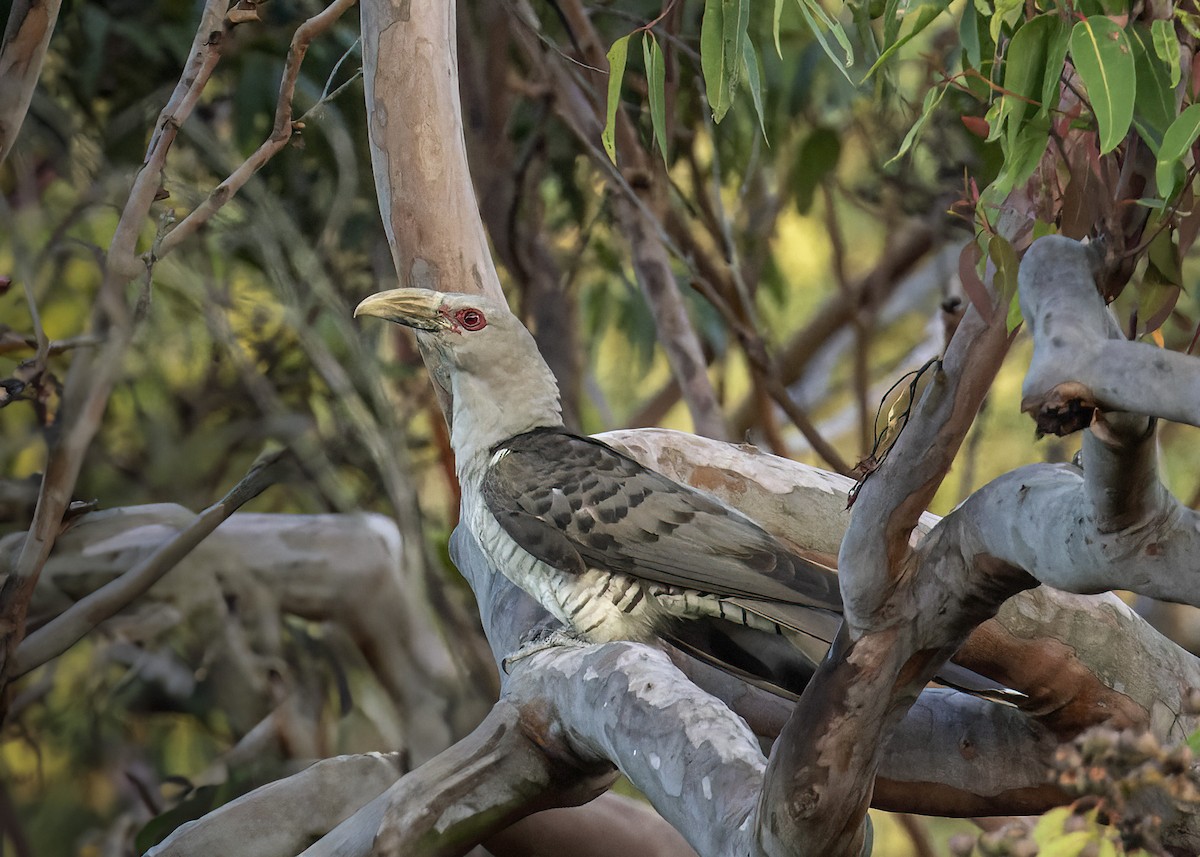 Channel-billed Cuckoo - ML614371945