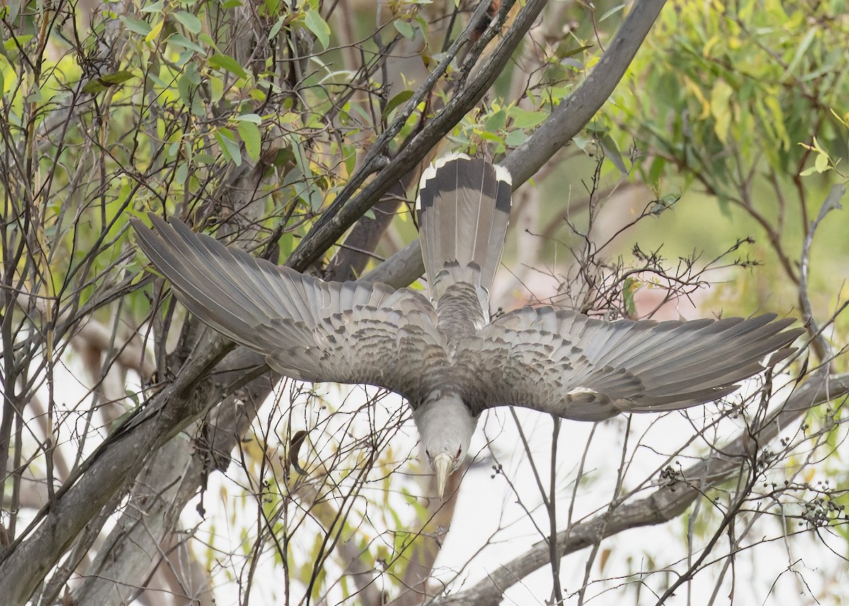 Channel-billed Cuckoo - Bruce Ward-Smith