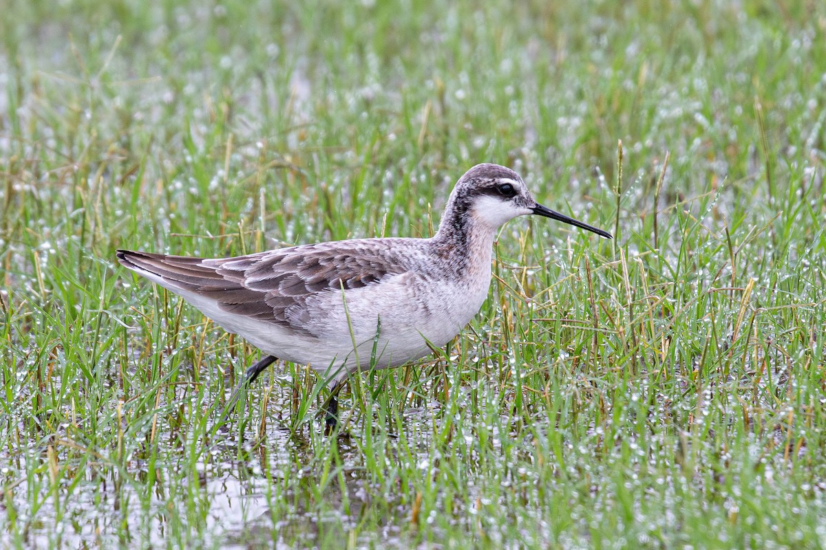 Phalarope de Wilson - ML614371964