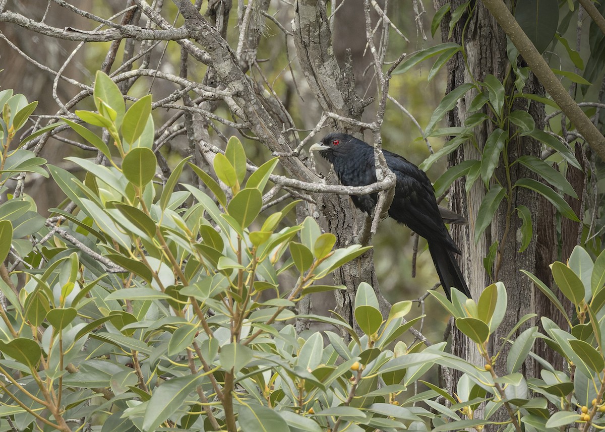 Pacific Koel - ML614371983