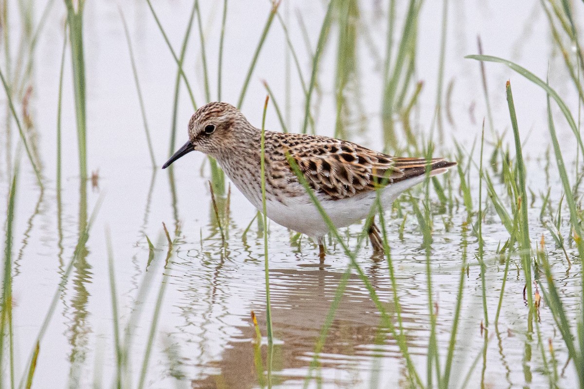 pygmésnipe - ML614372003