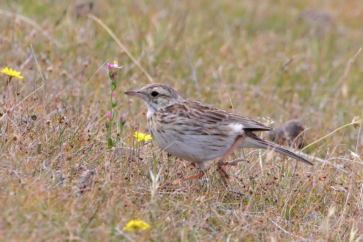 Australian Pipit - ML614372014