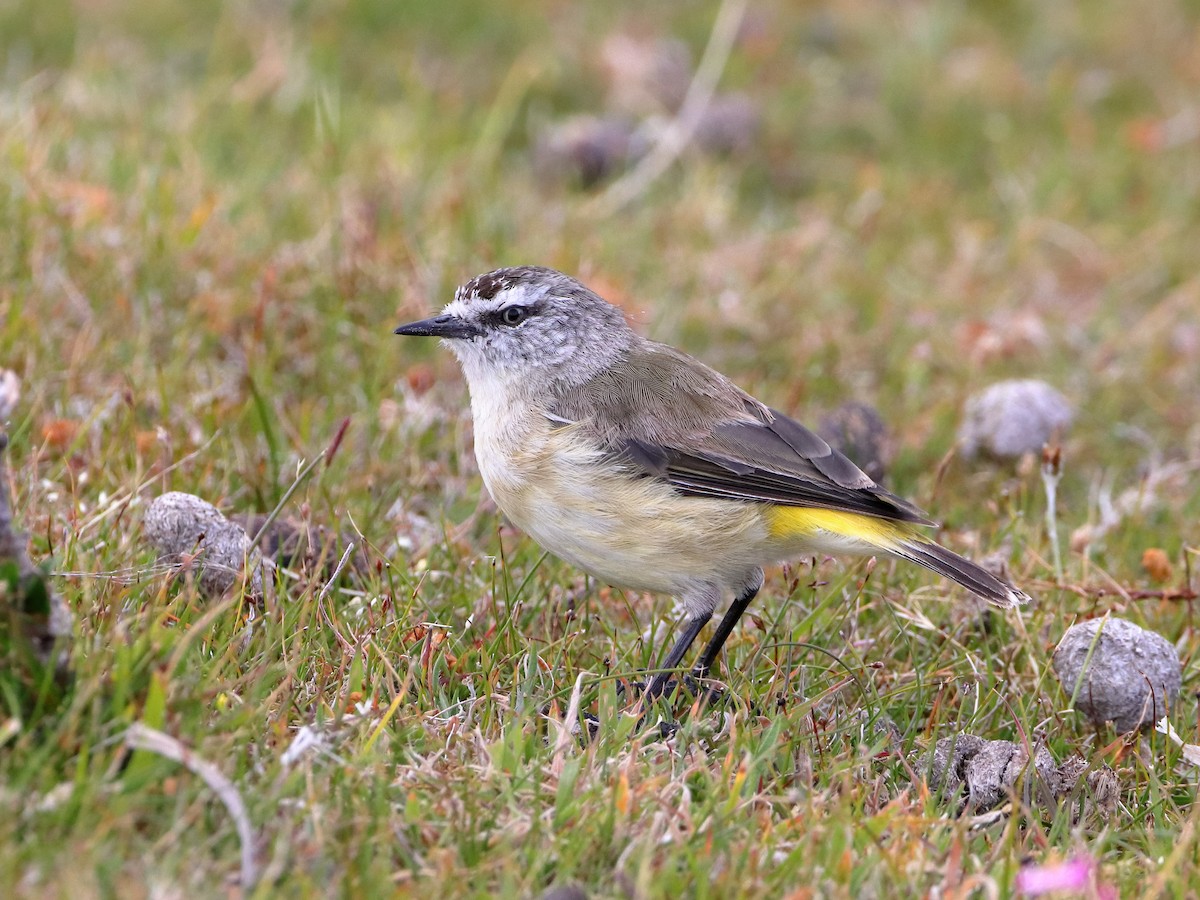 Yellow-rumped Thornbill - ML614372025