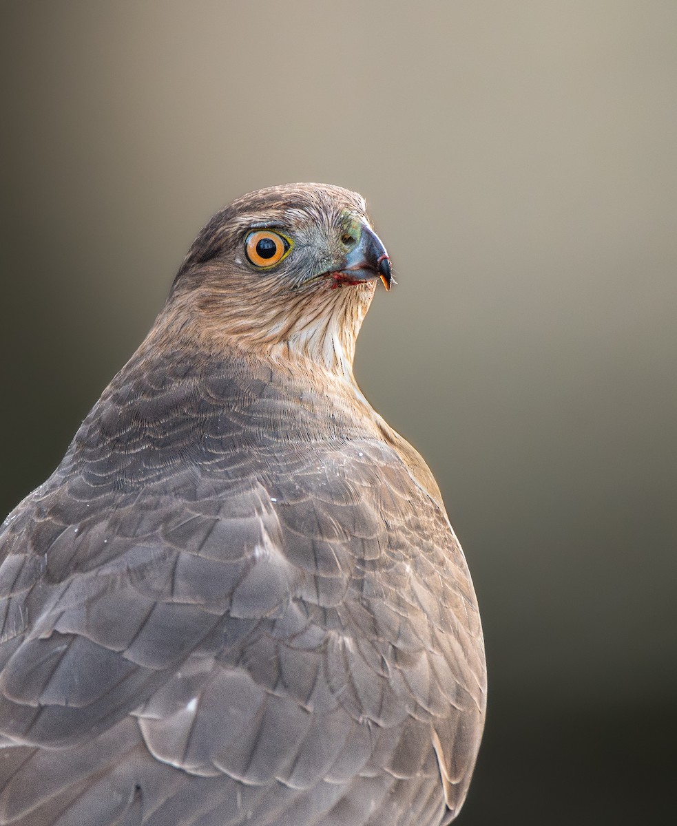 Cooper's Hawk - Markus Duhme