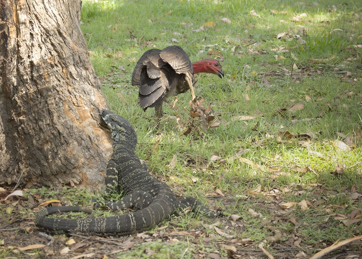 Australian Brushturkey - ML614372109