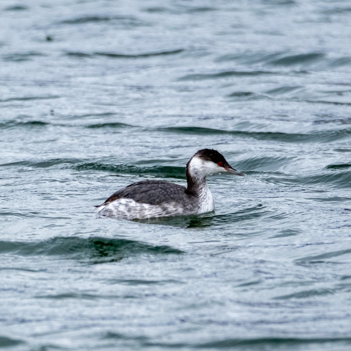 Horned Grebe - ML614372179