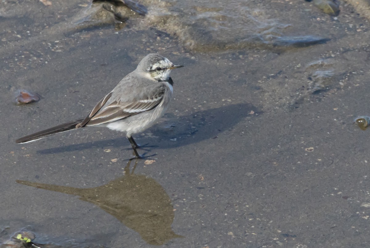 White Wagtail - Braxton Landsman