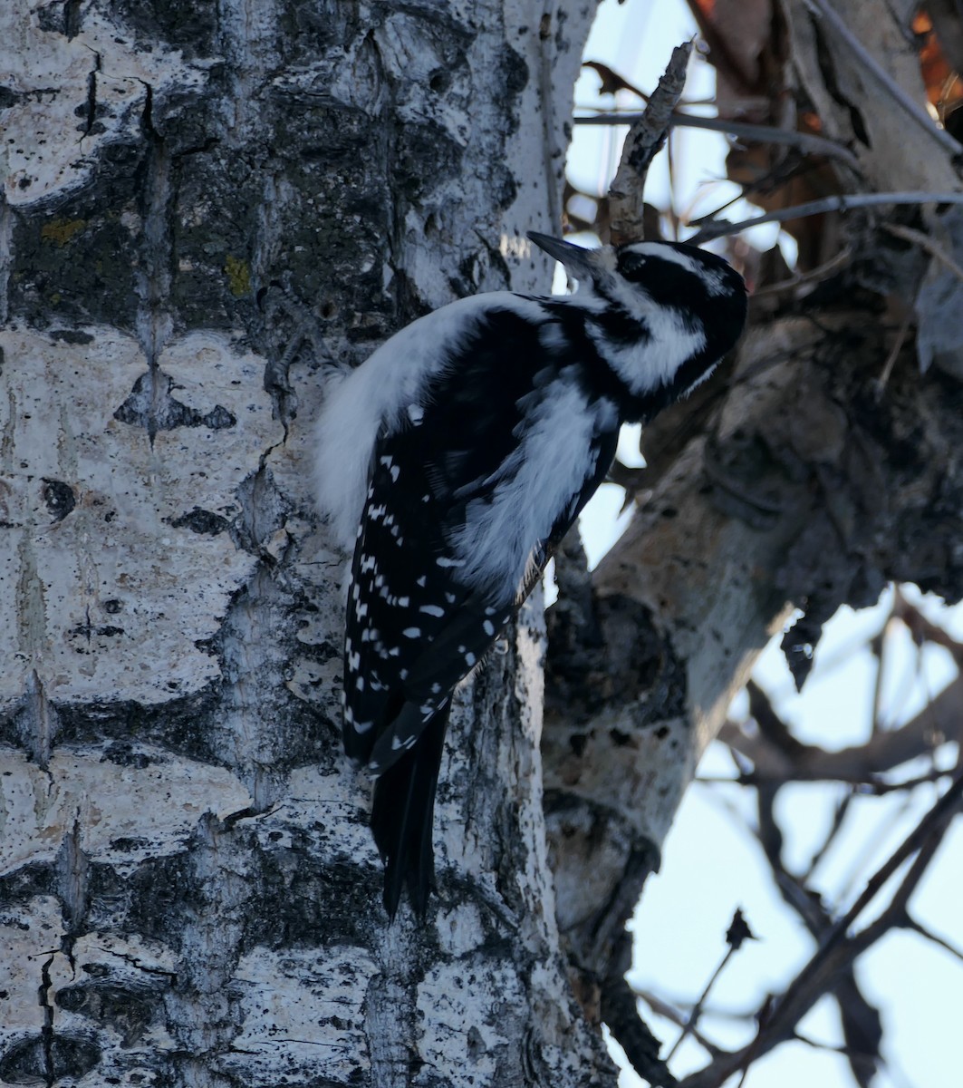 Hairy Woodpecker - ML614372215