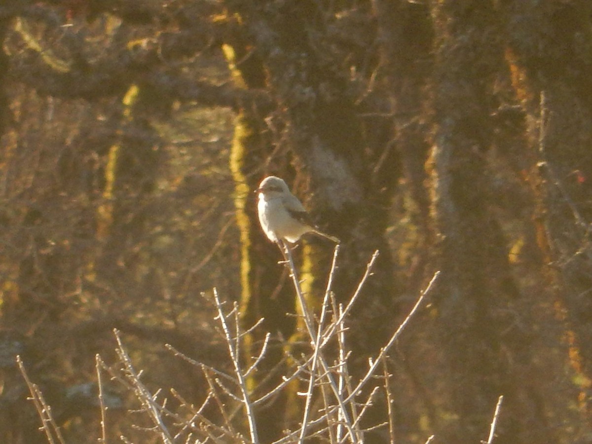 Northern Shrike - ML614372290