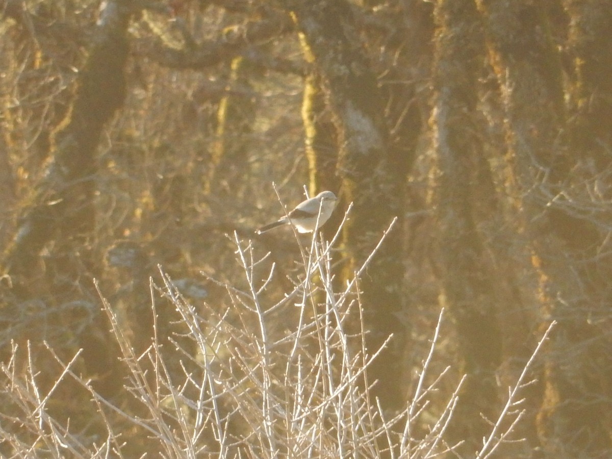 Northern Shrike - ML614372291