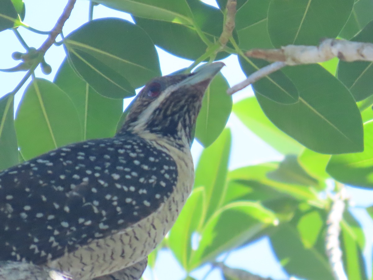 Pacific Koel (Australian) - ML614372394