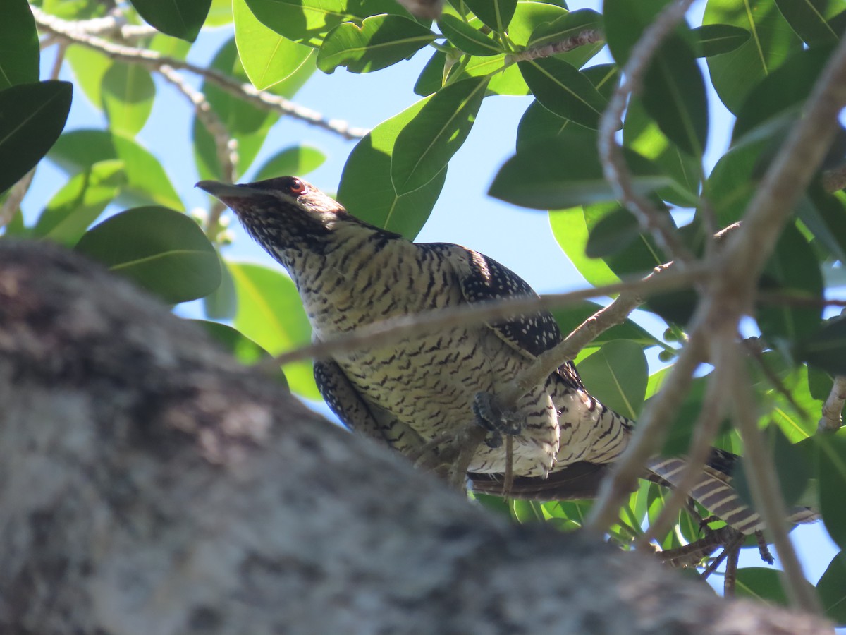 Pacific Koel (Australian) - Scott and Jenny Pascoe