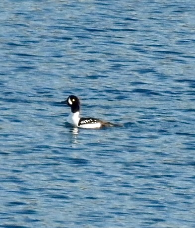 Barrow's Goldeneye - ML614372495