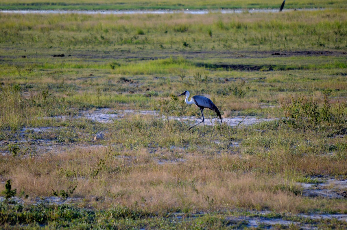 Wattled Crane - ML614372536