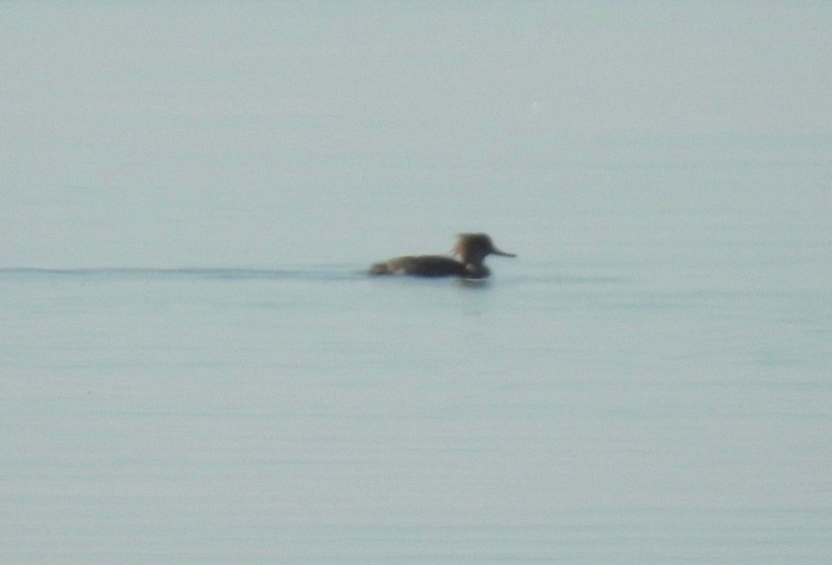 Red-breasted Merganser - ML614372537
