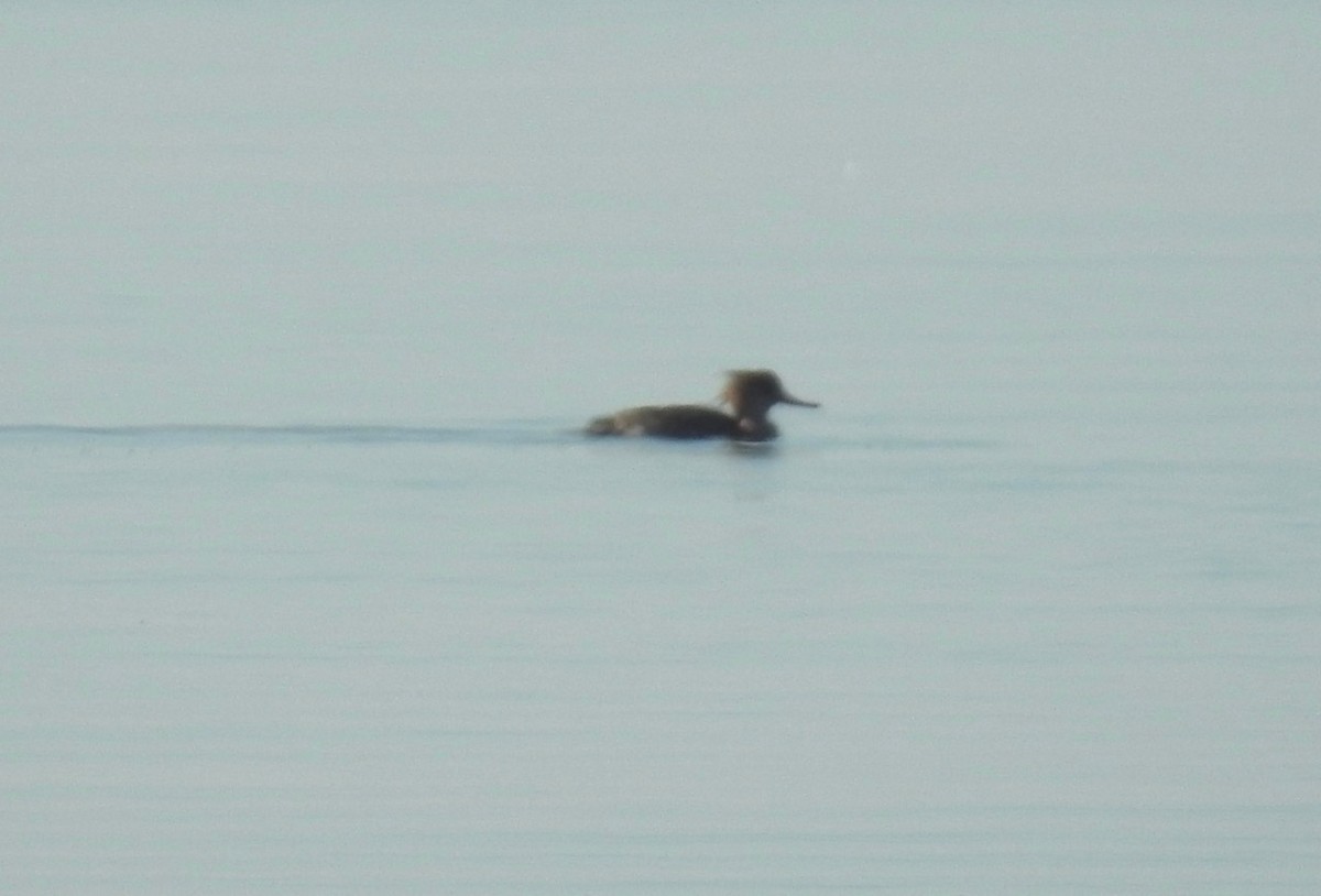 Red-breasted Merganser - alice horst